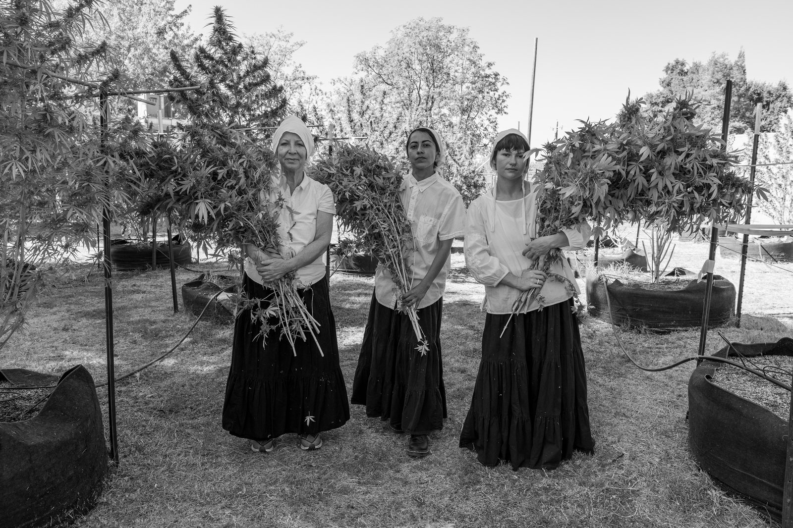 Three Sisters holding sun-grown cannabis plants