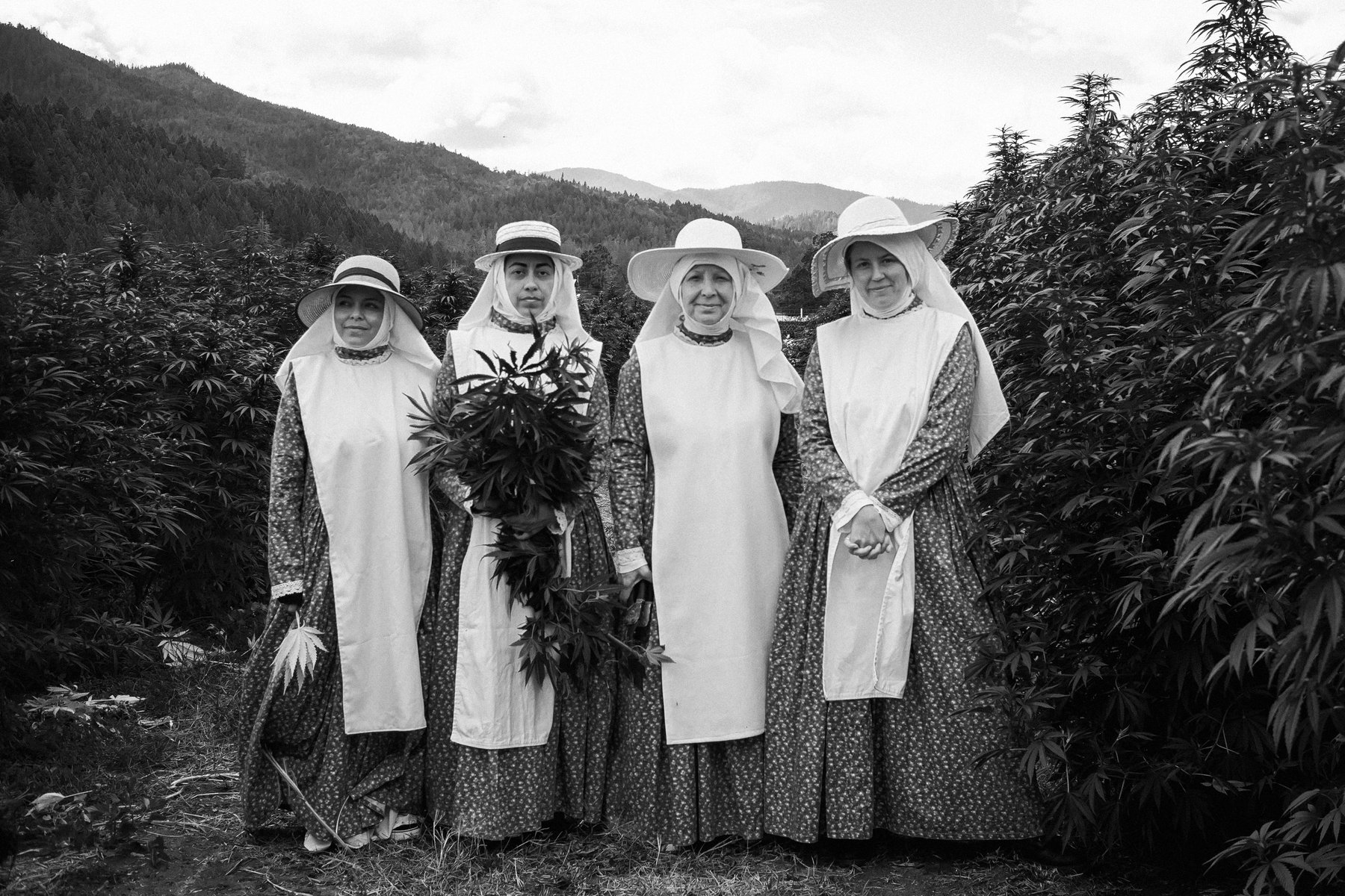 Four Sisters of the Valley standing together in a cannabis field
